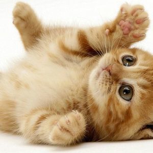 Meet your Posher, Kc